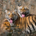 Pair of Tigers, Umred Pauni Karhandla Wildlife Sanctuary, Maharashtra, India